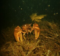 Faxonius rusticus × propinquus