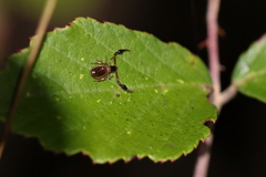 Neobisium