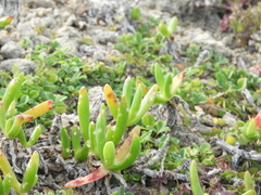 Carpobrotus glaucescens