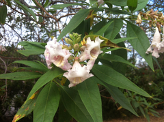 × chitalpa tashkentensis