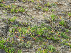 Carpobrotus glaucescens