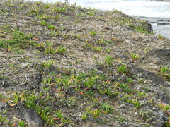 Carpobrotus glaucescens