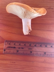 Lactarius olympianus