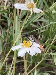 Ammophila
