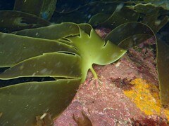 Laminaria ochroleuca