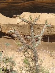 Cylindropuntia molesta molesta