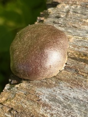 Reticularia splendens