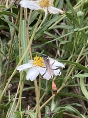 Ammophila