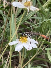 Ammophila
