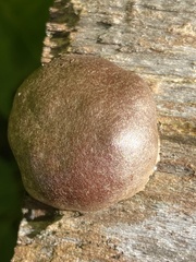 Reticularia splendens
