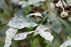 Guarea macrophylla