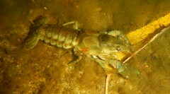 Faxonius rusticus × propinquus