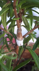 Icerya