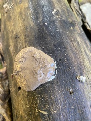 Reticularia splendens