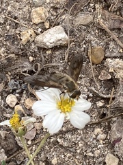 Poecilanthrax arethusa