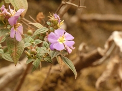 Melastomeae
