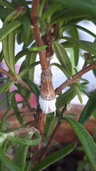 Icerya