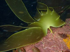Laminaria ochroleuca