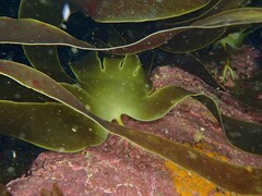 Laminaria ochroleuca