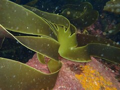 Laminaria ochroleuca