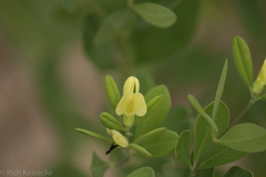 Baptisia nuttalliana