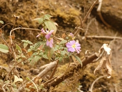 Melastomeae