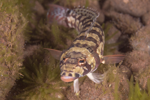 Blackbanded grubfish (Parapercis tetracantha) — Pinguipedidae — 3