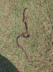 Oxyrhopus clathratus