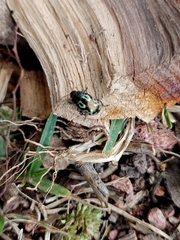 Zygogramma signatipennis