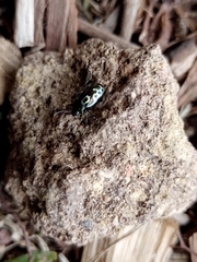 Zygogramma signatipennis