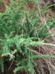 Adenocarpus foliolosus