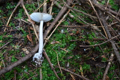 Amanita fulvoides