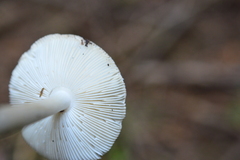 Amanita fulvoides
