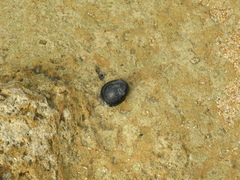 Nerita melanotragus