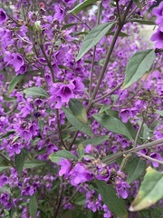 Prostanthera rotundifolia