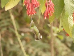 Elliotomyia chionogaster
