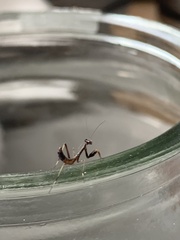 Pseudomantis albofimbriata