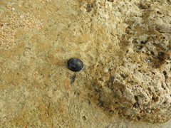 Nerita melanotragus