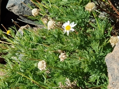 Argyranthemum tenerifae image