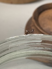 Pseudomantis albofimbriata