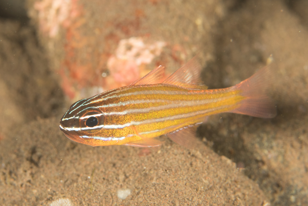 Kupang Cardinalfish
