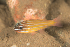 Kupang Cardinalfish photo 1