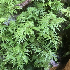 Hylocomium splendens