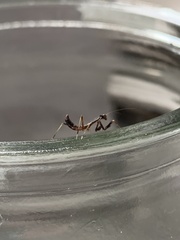 Pseudomantis albofimbriata