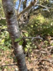 Prunus emarginata