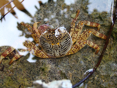 Grapsus
