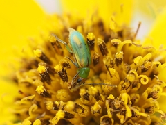 Diabrotica longicornis