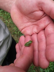 Hyla