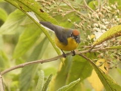 Myioborus brunniceps