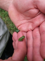 Hyla